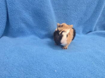 Rescue Guinea Pig Guinea Pigs for Adoption in Baton Rouge, Louisiana - Logan (hold) | PetCurious